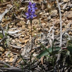 Thelymitra juncifolia at Mongarlowe, NSW - 4 Nov 2020