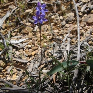 Thelymitra juncifolia at Mongarlowe, NSW - 4 Nov 2020