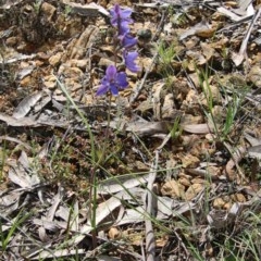 Thelymitra juncifolia at Mongarlowe, NSW - 4 Nov 2020