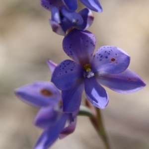 Thelymitra juncifolia at Mongarlowe, NSW - 4 Nov 2020