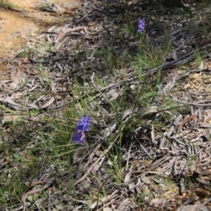 Thelymitra juncifolia at Mongarlowe, NSW - 4 Nov 2020