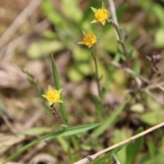 Hypericum gramineum (Small St Johns Wort) at Mongarlowe, NSW - 4 Nov 2020 by LisaH