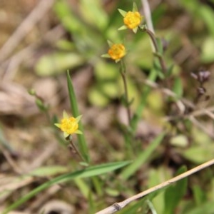 Hypericum gramineum at Mongarlowe, NSW - 4 Nov 2020 01:23 PM