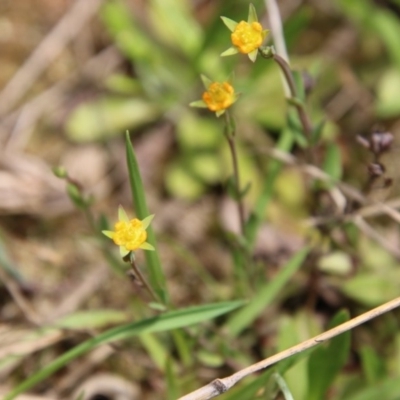 Hypericum gramineum (Small St Johns Wort) at Mongarlowe, NSW - 4 Nov 2020 by LisaH