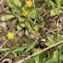 Hypericum gramineum at Mongarlowe, NSW - 4 Nov 2020 01:23 PM