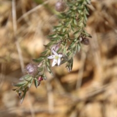 Rhytidosporum procumbens (White Marianth) at Mongarlowe River - 4 Nov 2020 by LisaH