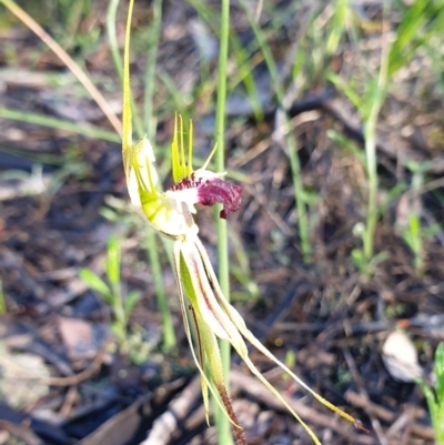 Caladenia atrovespa (Green-comb Spider Orchid) at Aranda Bushland - 3 Nov 2020 by drakes
