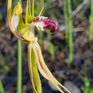 Caladenia atrovespa at Holt, ACT - 4 Nov 2020