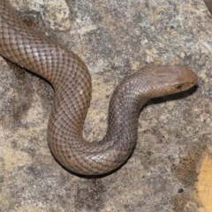 Pseudonaja textilis (Eastern Brown Snake) at Acton, ACT - 4 Nov 2020 by TimL