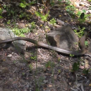 Pseudonaja textilis at Acton, ACT - 4 Nov 2020