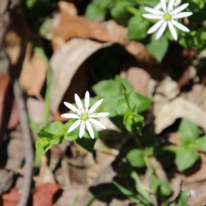 Stellaria flaccida at Budawang, NSW - 4 Nov 2020