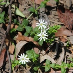 Stellaria flaccida at Budawang, NSW - 4 Nov 2020