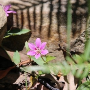 Schelhammera undulata at Budawang, NSW - 4 Nov 2020