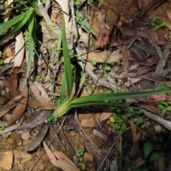 Dianella sp. (Flax Lily) at Budawang, NSW - 4 Nov 2020 by LisaH