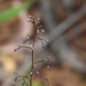 Dianella sp. at Budawang, NSW - 4 Nov 2020