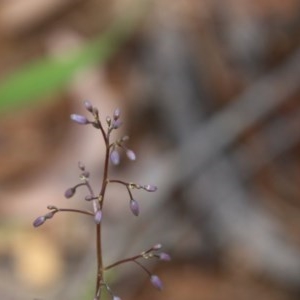 Dianella sp. at Budawang, NSW - 4 Nov 2020