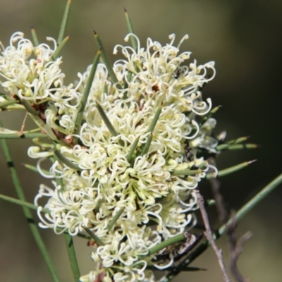 Hakea microcarpa (Small-fruit Hakea) at Mongarlowe, NSW - 4 Nov 2020 by LisaH