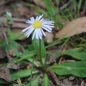 Lagenophora stipitata at Mongarlowe, NSW - 4 Nov 2020