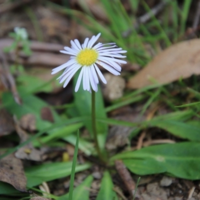 Lagenophora stipitata (Common Lagenophora) at Mongarlowe River - 4 Nov 2020 by LisaH