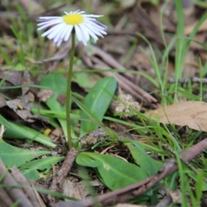 Lagenophora stipitata at Mongarlowe, NSW - suppressed