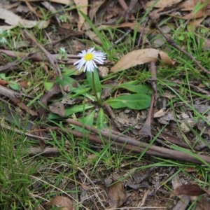 Lagenophora stipitata at Mongarlowe, NSW - 4 Nov 2020