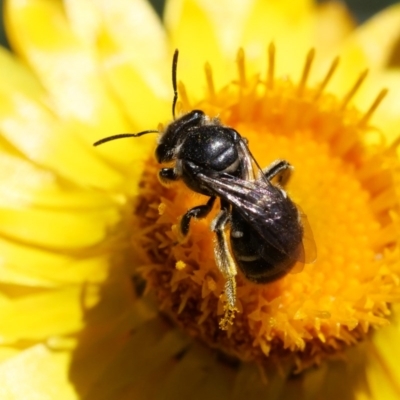 Unidentified Bee (Hymenoptera, Apiformes) at Downer, ACT - 4 Nov 2020 by Helend