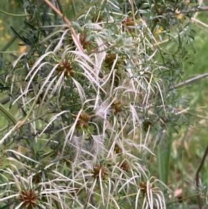 Clematis leptophylla at Burra, NSW - 3 Nov 2020 09:14 PM