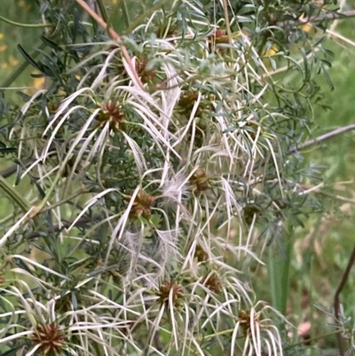 Clematis leptophylla (Small-leaf Clematis, Old Man's Beard) at Burra, NSW - 3 Nov 2020 by Safarigirl