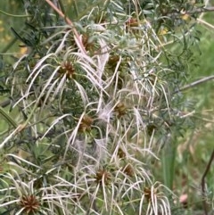 Clematis leptophylla (Small-leaf Clematis, Old Man's Beard) at Burra, NSW - 3 Nov 2020 by Safarigirl