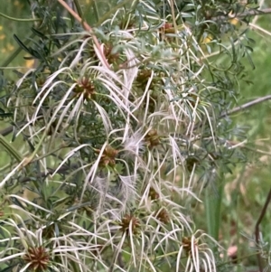 Clematis leptophylla at Burra, NSW - 3 Nov 2020