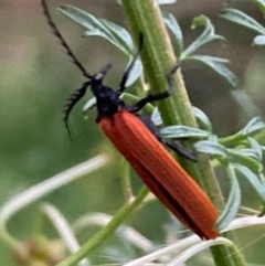 Porrostoma rhipidium (Long-nosed Lycid (Net-winged) beetle) at Burra, NSW - 3 Nov 2020 by Safarigirl