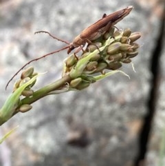 Uracanthus sp. (genus) (A longhorn beetle) at Burra, NSW - 3 Nov 2020 by Safarigirl