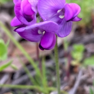 Swainsona sericea at Burra, NSW - 3 Nov 2020