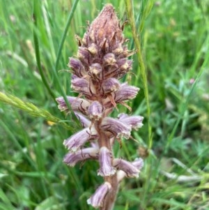 Orobanche minor at Burra, NSW - 3 Nov 2020