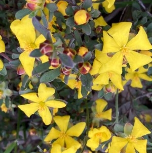 Hibbertia obtusifolia at Burra, NSW - 3 Nov 2020