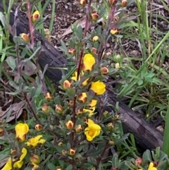 Hibbertia obtusifolia at Burra, NSW - 3 Nov 2020