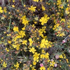 Hibbertia obtusifolia at Burra, NSW - 3 Nov 2020