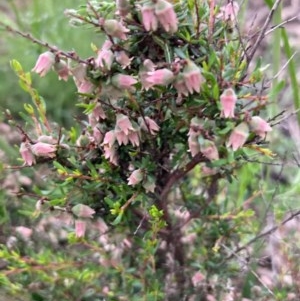 Cryptandra amara at Burra, NSW - 3 Nov 2020