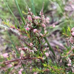 Cryptandra amara at Burra, NSW - 3 Nov 2020