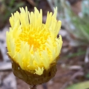 Podolepis hieracioides at Burra, NSW - 3 Nov 2020