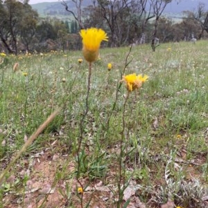 Podolepis hieracioides at Burra, NSW - 3 Nov 2020