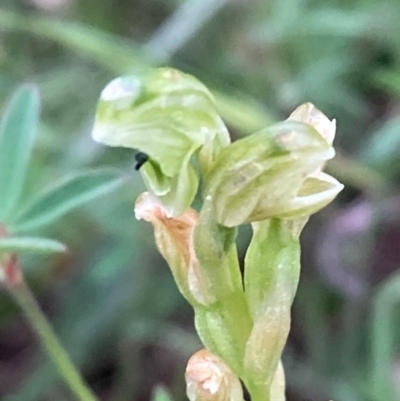 Hymenochilus cycnocephalus (Swan greenhood) at Burra, NSW - 3 Nov 2020 by Safarigirl