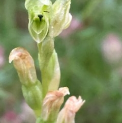 Hymenochilus cycnocephalus at Burra, NSW - 3 Nov 2020