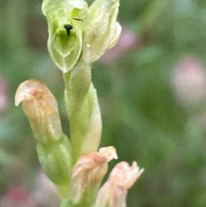 Hymenochilus cycnocephalus at Burra, NSW - 3 Nov 2020