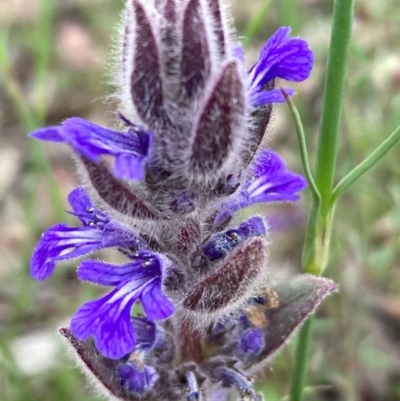 Ajuga australis (Austral Bugle) at Burra, NSW - 3 Nov 2020 by Safarigirl