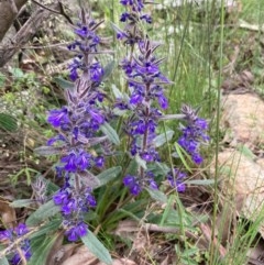 Ajuga australis at Burra, NSW - 3 Nov 2020 08:48 PM