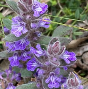 Ajuga australis at Burra, NSW - 3 Nov 2020 08:48 PM