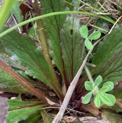 Ajuga australis at Burra, NSW - 3 Nov 2020