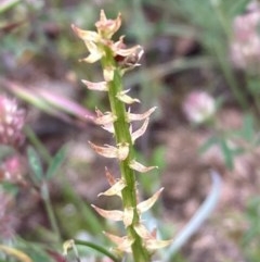 Stackhousia monogyna (Creamy Candles) at Burra, NSW - 3 Nov 2020 by Safarigirl