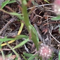 Stackhousia monogyna at Burra, NSW - 3 Nov 2020